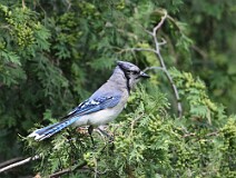 1: bluejay-054A7263