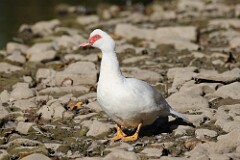 14: duck-106