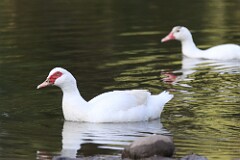 12: duck-7D2_0062