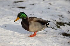 13: duck-7D2_0122