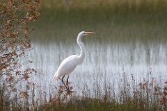19: egret-227