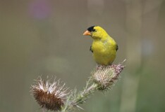 21: goldfinch-7D2_1375