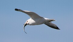 24: gull-IMG_8451