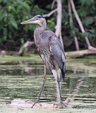 27: heron-214