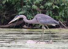 29: heron-277
