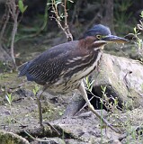 34: heron0838