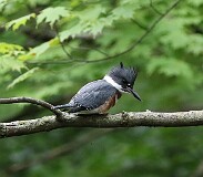 36: king-fisher-7D2_0081