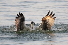 42: osprey-7D2_0413