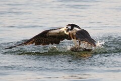 43: osprey-7D2_0418