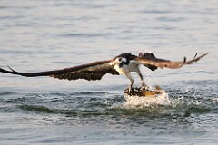 44: osprey-7D2_0420