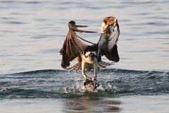 47: osprey-7D2_0529