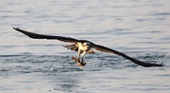 48: osprey-7D2_0537