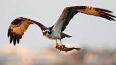 49: osprey-7D2_2377