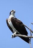 51: osprey-7D2_3746