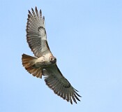 55: redtail-IMG_7964