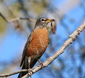 56: robin-IMG_2654