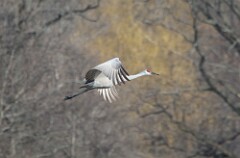 58: sandhill-crane