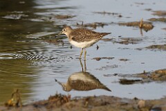 59: sandpiper-7D2_0083