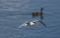 64: tern-054A7292
