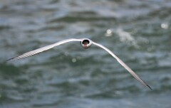 65: tern-054A7420
