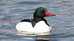 30: 2025-03-14-Common Merganser 0C3_0708