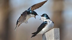 58: 2025-04-13-Tree Swallow 0C3_0046
