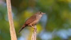 122: 2025-05-26-Northern House Wren 0C3_0712