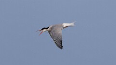 144: 2025-06-15-Common Tern 0C3_0772