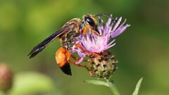 212: 2025-08-02-Great Golden Digger Wasp 0C1_4211