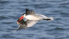 228: 2025-08-09-caspian tern 0C1_0228