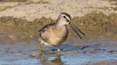 239: 2025-08-18-Short-billed Dowitcher 5M2_0917