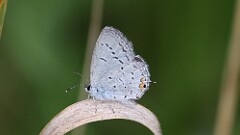 262: 2025-09-06-Eastern tailed-blue 5M2_1045