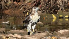 288: 2025-09-21-Red-tailed Hawk 5M2_1156